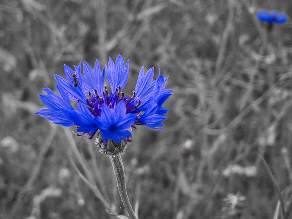 Kornblume_03